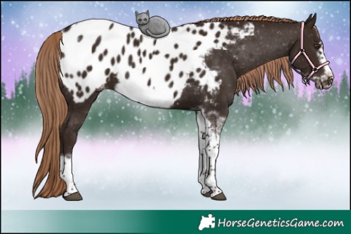 Horse Color:Liver Chestnut Tobiano Frame Appaloosa