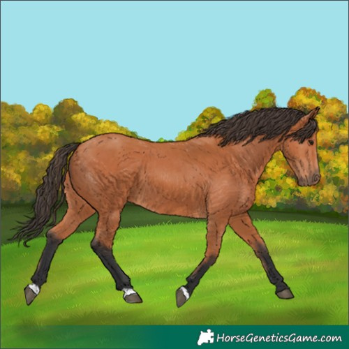 Horse Color:Bay 