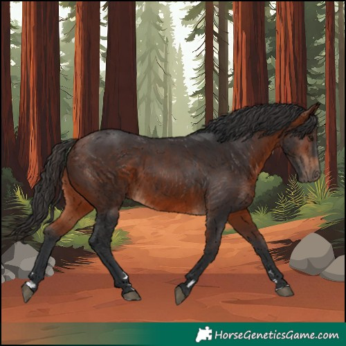 Horse Color:Bay 
