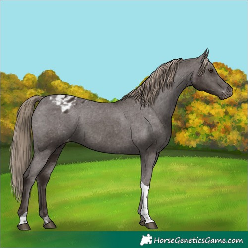 Horse Color:Liver Chestnut Tobiano Appaloosa 