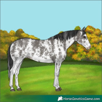 Horse Color:Grullo Sabino Rabicano 