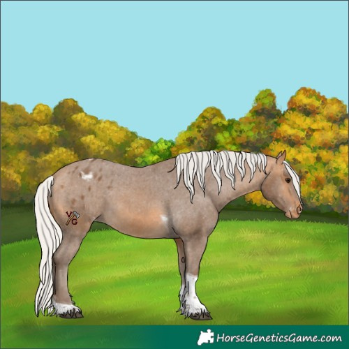 Horse Color:Silver Buckskin Tobiano Appaloosa 