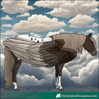 Horse Color:Liver Chestnut Tobiano Appaloosa 