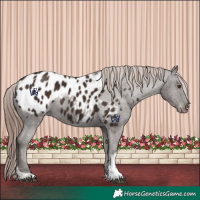 Horse Color:Liver Chestnut Tobiano Appaloosa