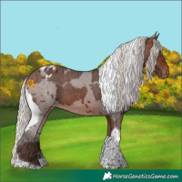 Horse Color:Silver Brown Merle Tobiano Appaloosa 