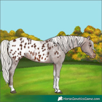 Horse Color:Silver Bay Tobiano Appaloosa 