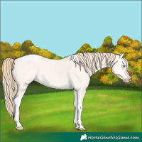Horse Color:Perlino Dun Tobiano