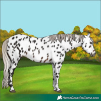 Horse Color:Gray Silver Brown Tobiano Appaloosa 