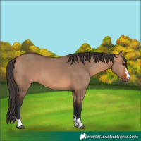 Horse Color:Bay Dun 