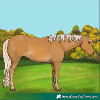 Horse Color:Palomino 