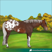 Horse Color:Unknown 