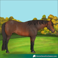 Horse Color:Bay  and Bay 