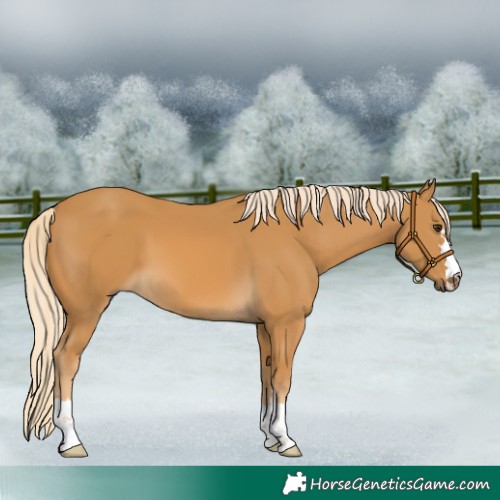 Horse Color:Palomino 