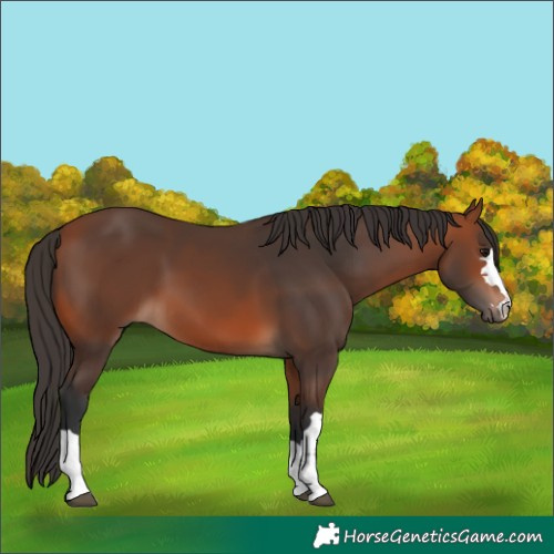 Horse Color:Bay 