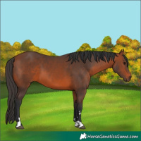 Horse Color:Bay 