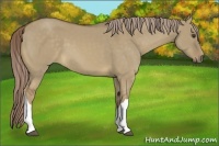 Horse Color:Chocolate Palomino Dun