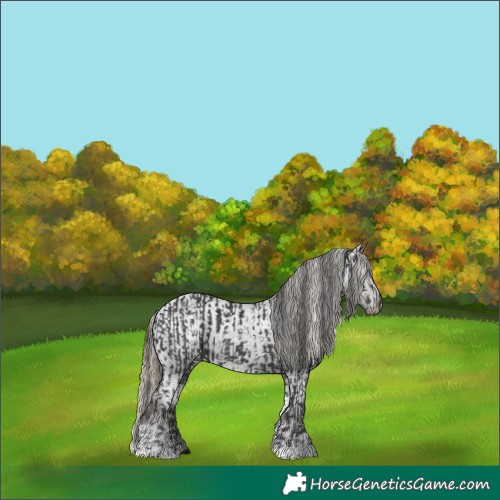 Horse Color:Black and Liver Chestnut Tobiano Appaloosa