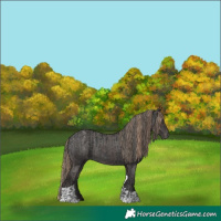 Horse Color:Black and Liver Chestnut Tobiano Appaloosa