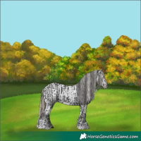 Horse Color:Black  and Liver Chestnut Tobiano Appaloosa 