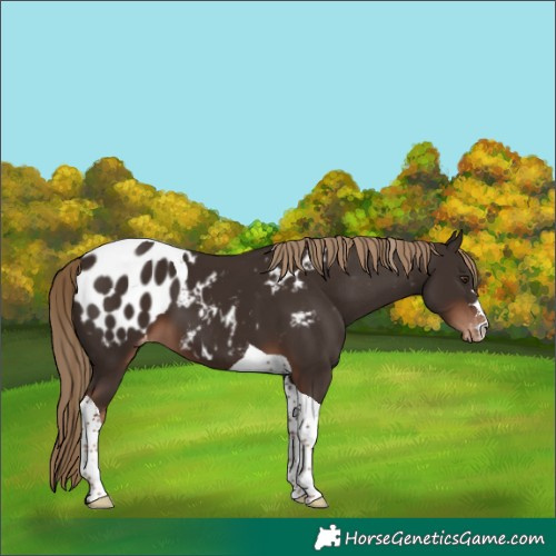 Horse Color:Liver Chestnut Tobiano Appaloosa 