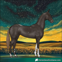 Horse Color:Liver Chestnut Tobiano Appaloosa 