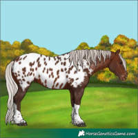 Horse Color:Silver Bay Tobiano Appaloosa