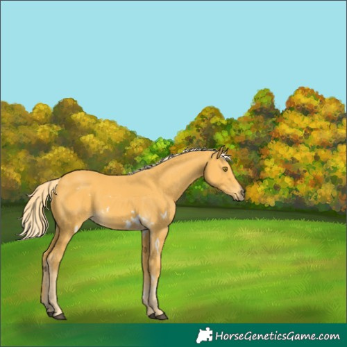 Horse Color:White Spotted Palomino 