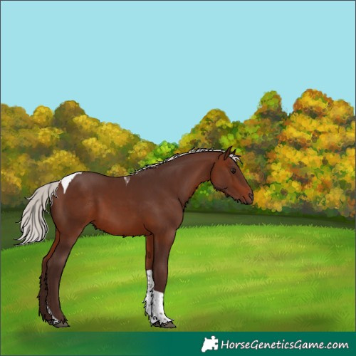 Horse Color:Silver Brown Tobiano 