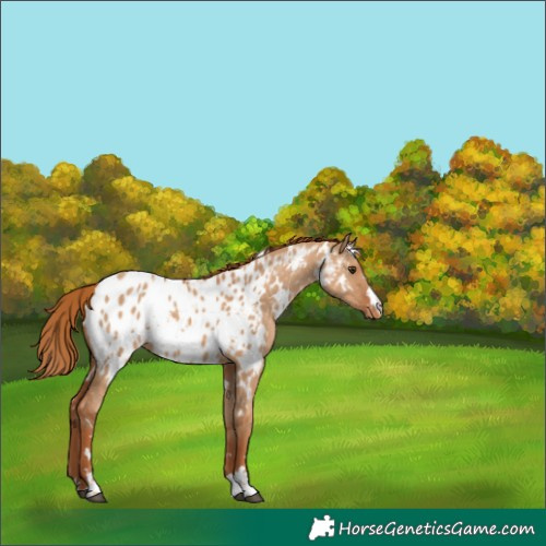 Horse Color:White Spotted Red Dun Appaloosa 