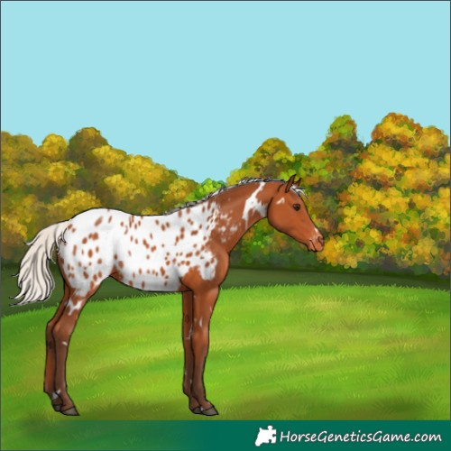 Horse Color:White Spotted Silver Bay Appaloosa 