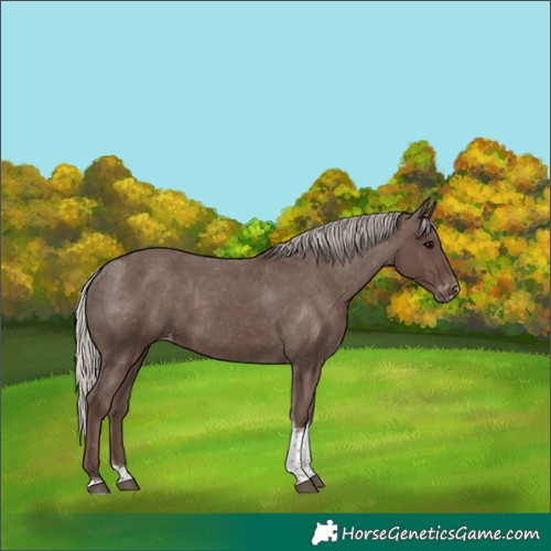 Horse Color:Silver Black Tobiano Appaloosa