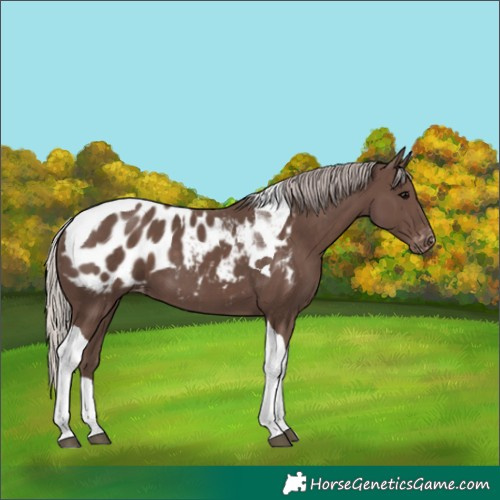 Horse Color:Silver Black Tobiano Appaloosa