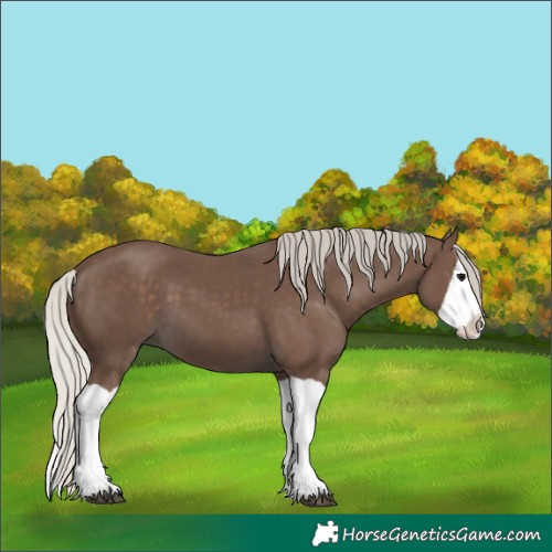 Horse Color:Silver Black Splash 