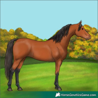 Horse Color:Bay 