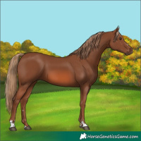 Horse Color:Chestnut 