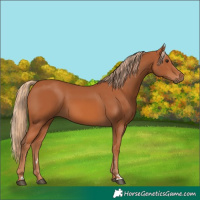 Horse Color:Chestnut 