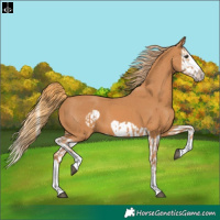 Horse Color:Chestnut Splash Frame and Chestnut Splash Frame