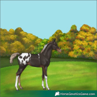 Horse Color:Liver Chestnut Tobiano Blanket 