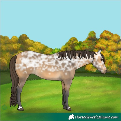Horse Color:Buckskin Ice 