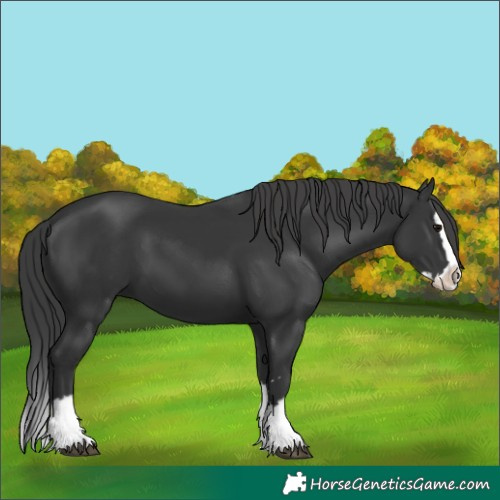 Horse Color:Black Splash 