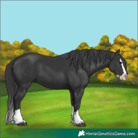 Horse Color:Black Splash