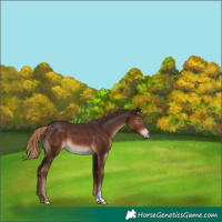 Horse Color:Liver Chestnut Rabicano 