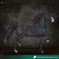Horse Color:Black Splash 