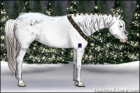 Horse Color:White Spotted Black Frame Varnish Rabicano