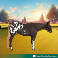 Horse Color:Liver Chestnut Tobiano Blanket 