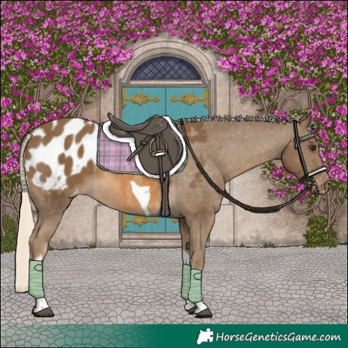 Horse Color:Chocolate Palomino Tobiano Appaloosa 
