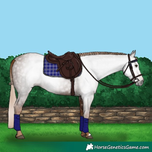 Horse Color:Gray Chestnut