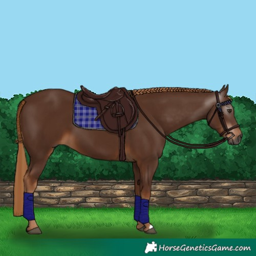 Horse Color:Gray Chestnut 