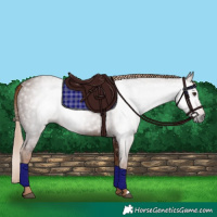 Horse Color:Gray Chestnut 