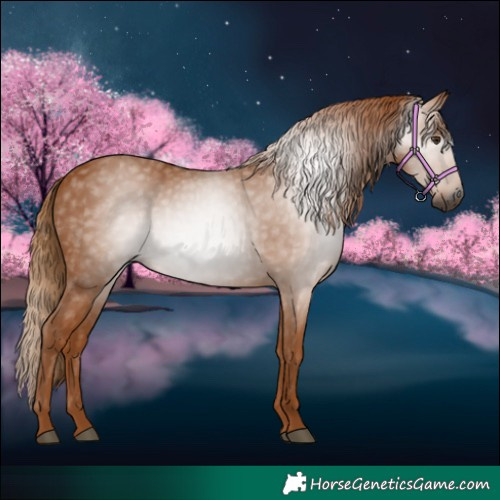 Horse Color:Gray Chestnut 